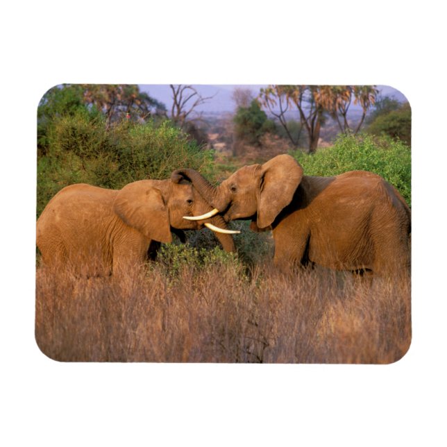 Imán África, Kenia, Samburu. Desafío del elefante (Horizontal)