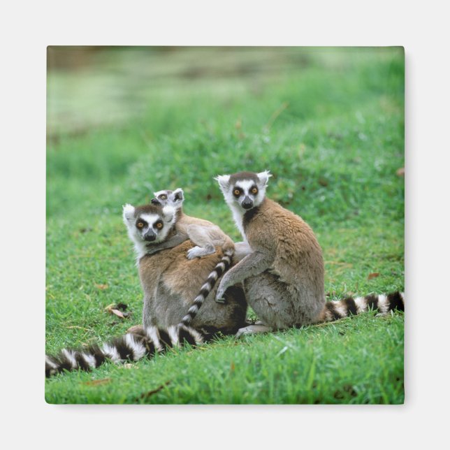 Imán África, Madagascar, Antananarivo, Tsimbazaza (Frente)