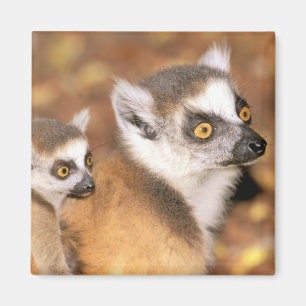 Imán África, Madagascar, Reserva Privada Berenty.