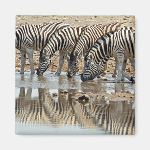 Imán África, Namibia, Etosha NP. Cebra de Burchell