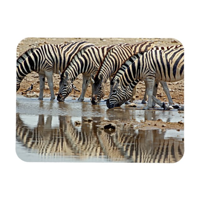 Imán África, Namibia, Etosha NP. Cebra de Burchell (Horizontal)