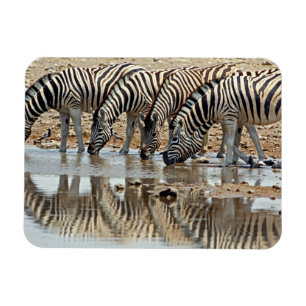 Imán África, Namibia, Etosha NP. La cebra de Burchell