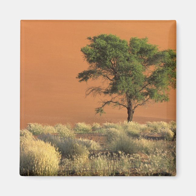 Imán África, Namibia, Parque Nacional Namib, Sossusvlei (Frente)