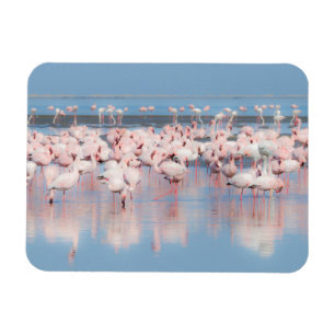 Imán África, Namibia, Walvis Bay