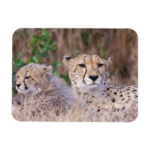 Imán África, Sudáfrica, Reserva Tswalu. Guepardos