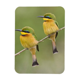 Imán África. Tanzania. Abejarucos pequeños en Manyara
