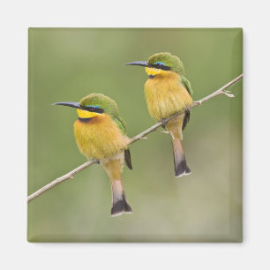 Imán África. Tanzania. Abejorros pequeños en Manyara