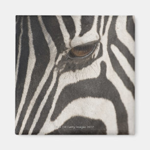 Imán África, Tanzania, área de la protección de