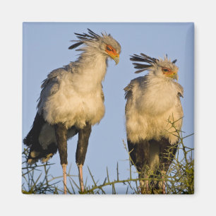 Imán África. Tanzania. Aves secretarias en Ndutu