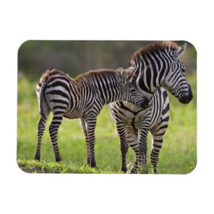 Imán África. Tanzania. Cebra común madre y cría