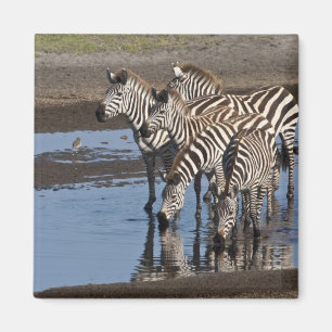 Imán África. Tanzania. Cebras bebiendo en Ndutu