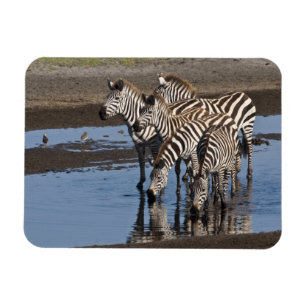 Imán África. Tanzania. Cebras bebiendo en Ndutu