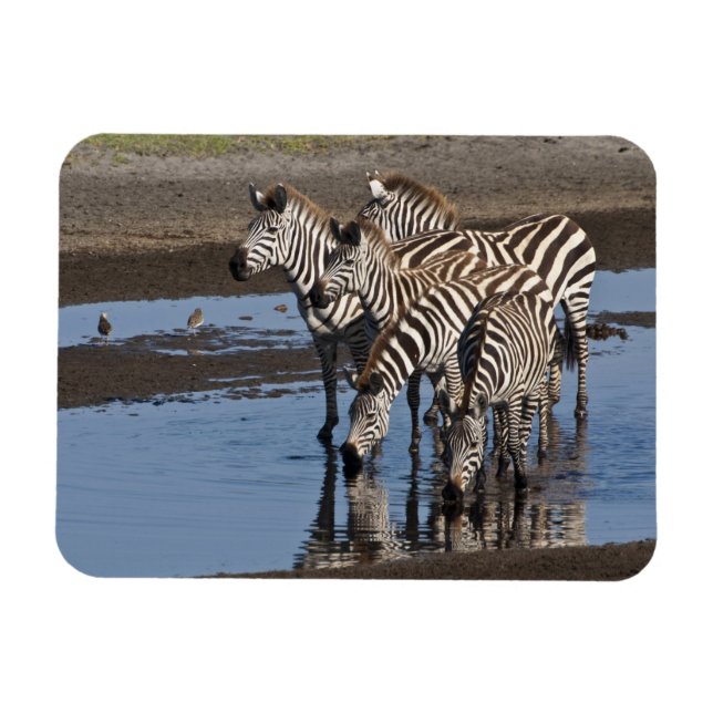 Imán África. Tanzania. Cebras bebiendo en Ndutu (Horizontal)