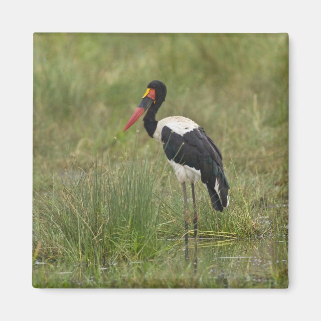 Imán África. Tanzania. Cigüeña de albarda masculina (Frente)
