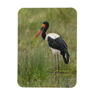 Imán África. Tanzania. Cigüeña Silla de Montar macho