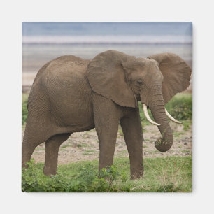 Imán África. Tanzania. Elefante en el lago Manyara NP.