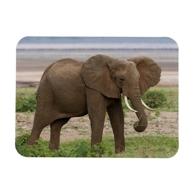 Imán África. Tanzania. Elefante en el lago Manyara NP. (Horizontal)