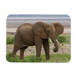 Imán África. Tanzania. Elefante en el Parque Nacional d