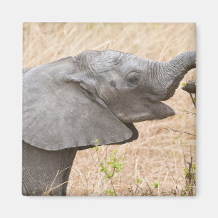 Imán África. Tanzania. Elefante joven en Tarangire