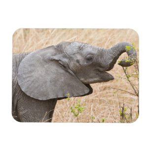 Imán África. Tanzania. Elefante joven en Tarangire