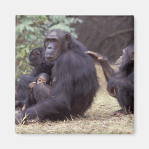 Imán África, Tanzania, Gombe NP hembra infantil