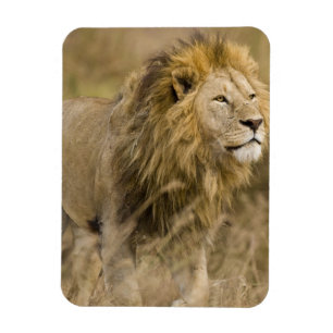 Imán África. Tanzania. León macho en Ngorongoro