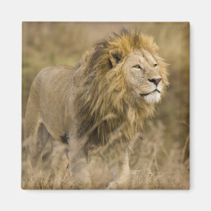 Imán África. Tanzania. León macho en Ngorongoro