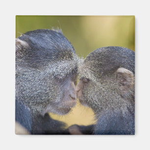 Imán África. Tanzania. Madre de mono azul con cría