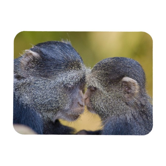 Imán África. Tanzania. Madre de Mono Azul con joven (Horizontal)