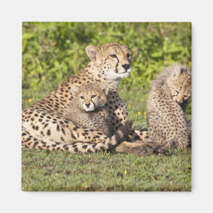 Imán África. Tanzania. Madre y crías de guepardo 2