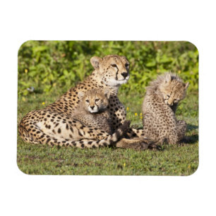 Imán África. Tanzania. Madre y crías de guepardo 2