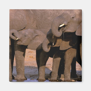 Imán África, Tanzania, Parque Nacional Tarangire.