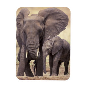 Imán África, Tanzania, Parque Nacional Tarangire. 2