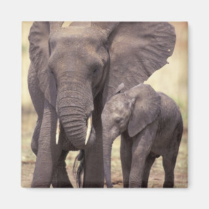 Imán África, Tanzania, Parque Nacional Tarangire. 2