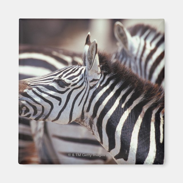 Imán África, Tanzania, rebaño de cebras (Frente)