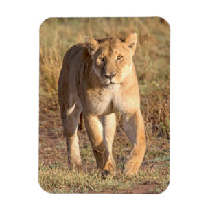 Imán África, Tanzania, Serengeti. León y leona