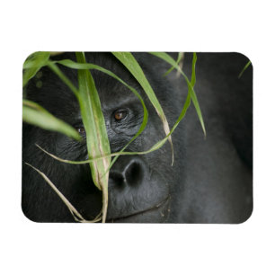 Imán África, Uganda, Bwindi