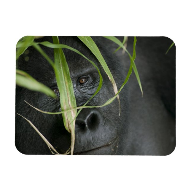 Imán África, Uganda, Bwindi (Horizontal)