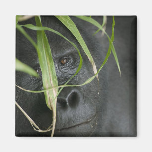 Imán África, Uganda, Bwindi