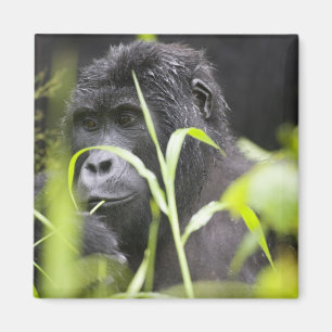 Imán África Uganda, Bwindi