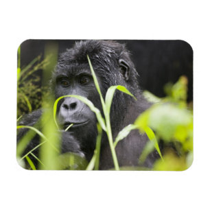 Imán África Uganda, Bwindi