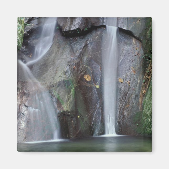 Imán África, Uganda, selva impenetrable de Bwindi, (Frente)