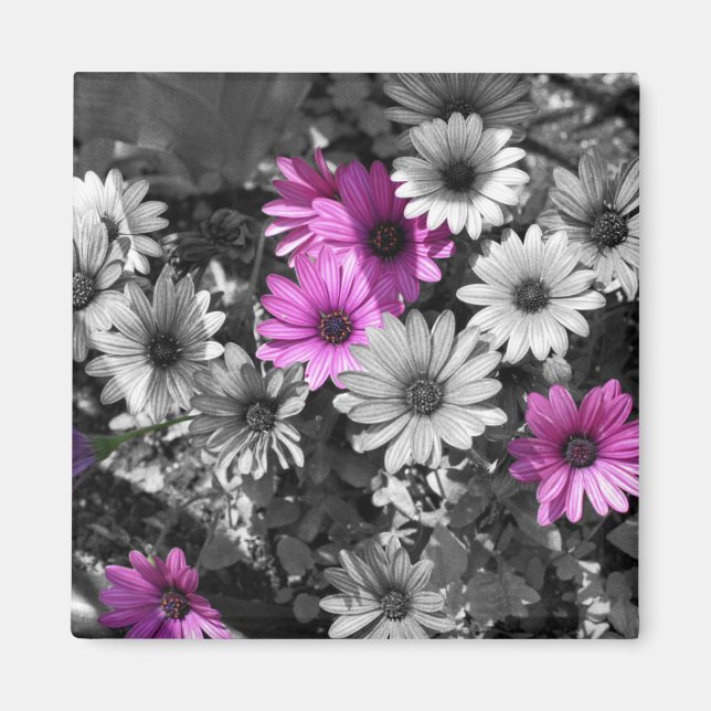 Imán African Daisies BW Floral Magnet (Frente)