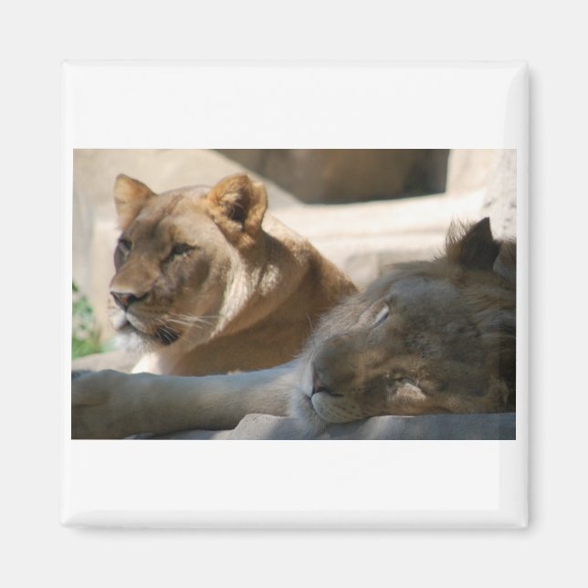 Imán African Lions (Frente)