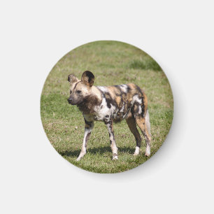 Imán african-wild-dog-016
