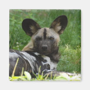 Imán africano de la foto del perro salvaje