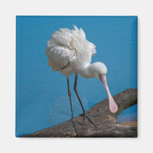 Imán africano del Spoonbill