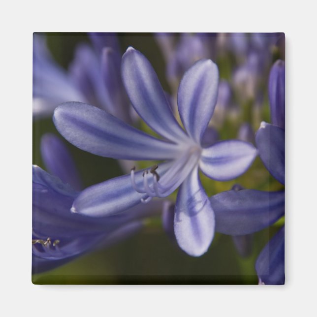 Imán Agapanthus (Frente)
