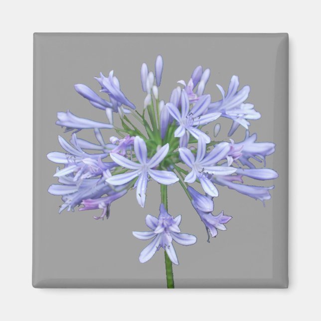 Imán Agapanthus azul (Frente)