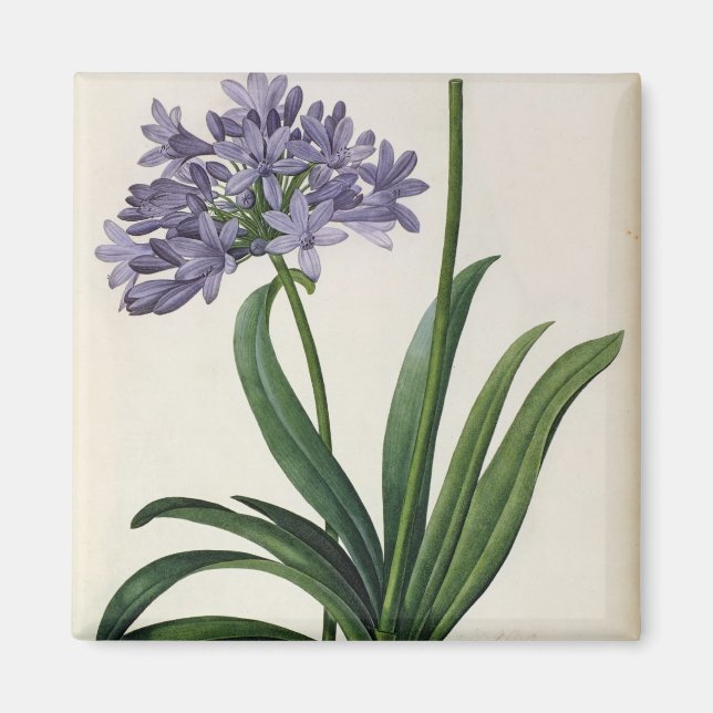 Imán Agapanthus umbrellatus (Frente)